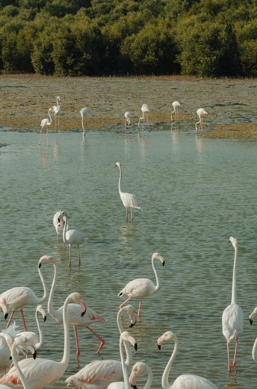 Превью Dubai 2022